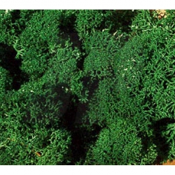 Islandský mech - tmavě zelená- 75g