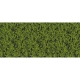 Kompaktní lupení - listí - středně zelené