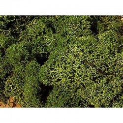 Islandský mech - středně zelený 75g